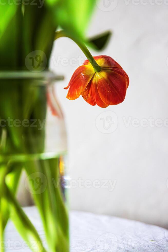 A single red tulip in a clear glass vase placed on a white round table against a neutral background. Shallow depth of field. Soft focus 11 photo
