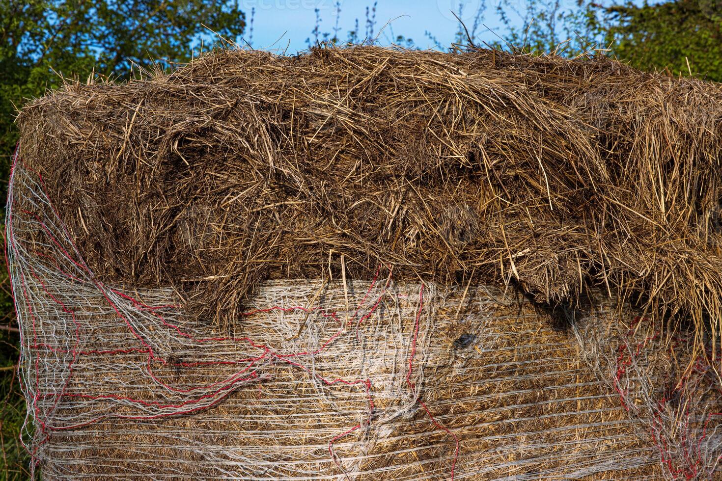 Closeup of cylindrical wrapped in netting hay bale with dry straw texture in rural farm setting. 21 photo