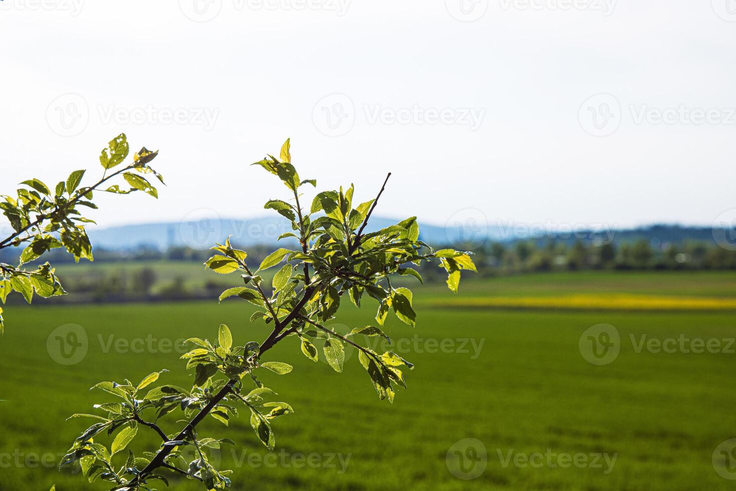 Closeup of the budding spring branch in the foreground with a scenic background of green meadows, a forest, and a sky with light clouds. Wurzburg surroundings, Bavaria, Germany 01 photo