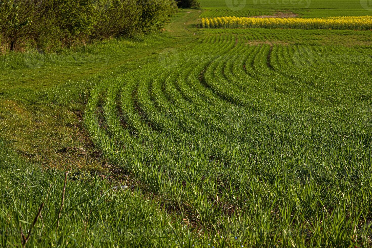 Agricultural landscape with curved rows of young green crops growing in a field during spring. Pareseed growing in the distance. Rhythmic lines create a dynamic pattern 05 photo