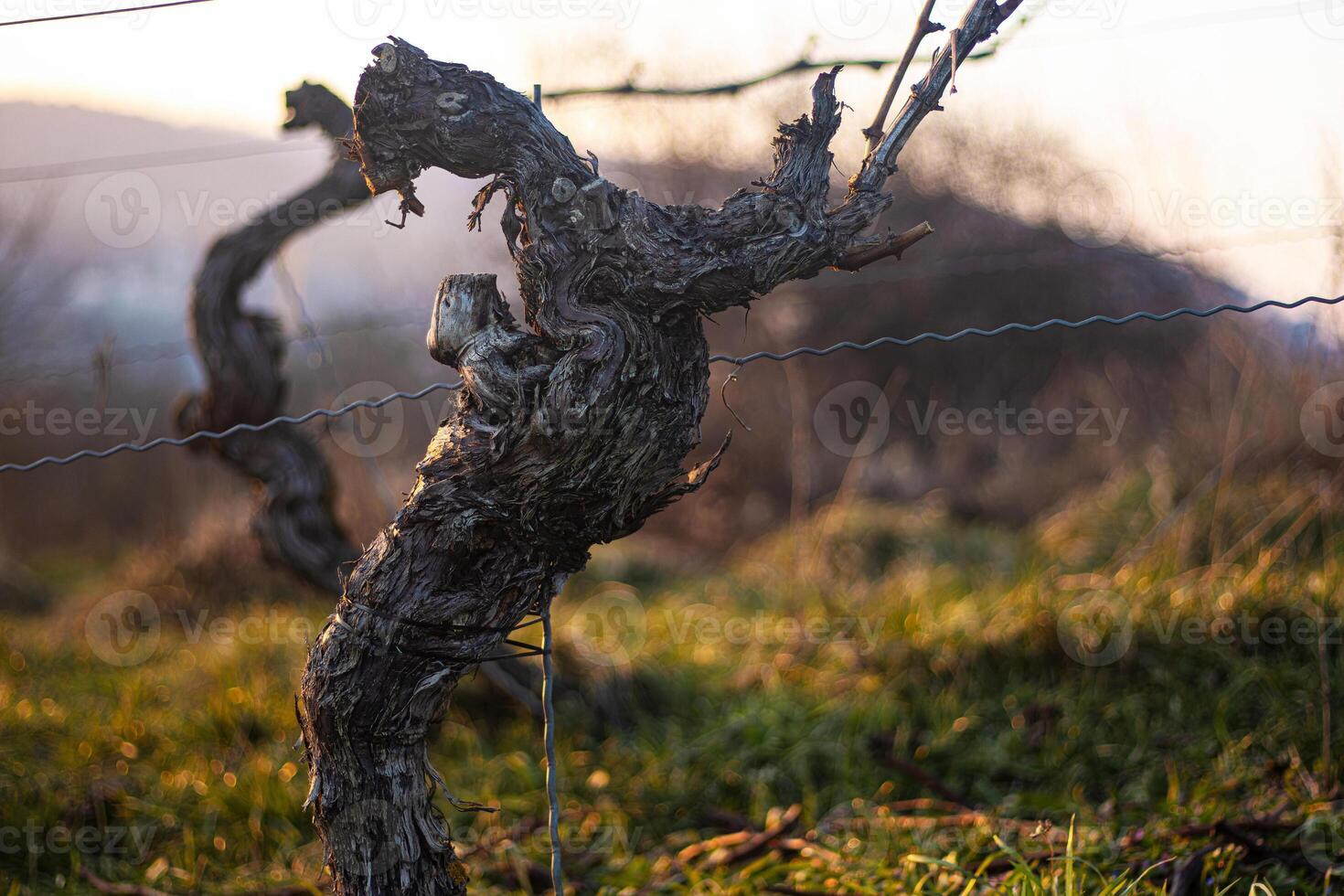 Closeup of weathered grapevine trunks bark with supporting wires in a vineyard at sunset in early spring. Soft golden light and shallow depth of field. 11 photo