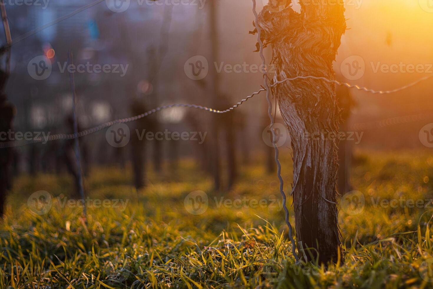 Sunset over dormant vineyard in early spring at golden hour with leafless grapevines in warm sunset light. Selective focus 05 photo