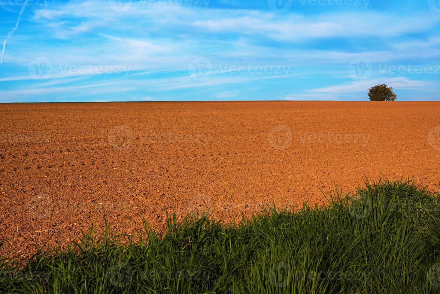 Lonely tree standing on the horizon of a freshly plowed agricultural field under a lightly clouded sky in the spring time. Grass on the edge of the field photo