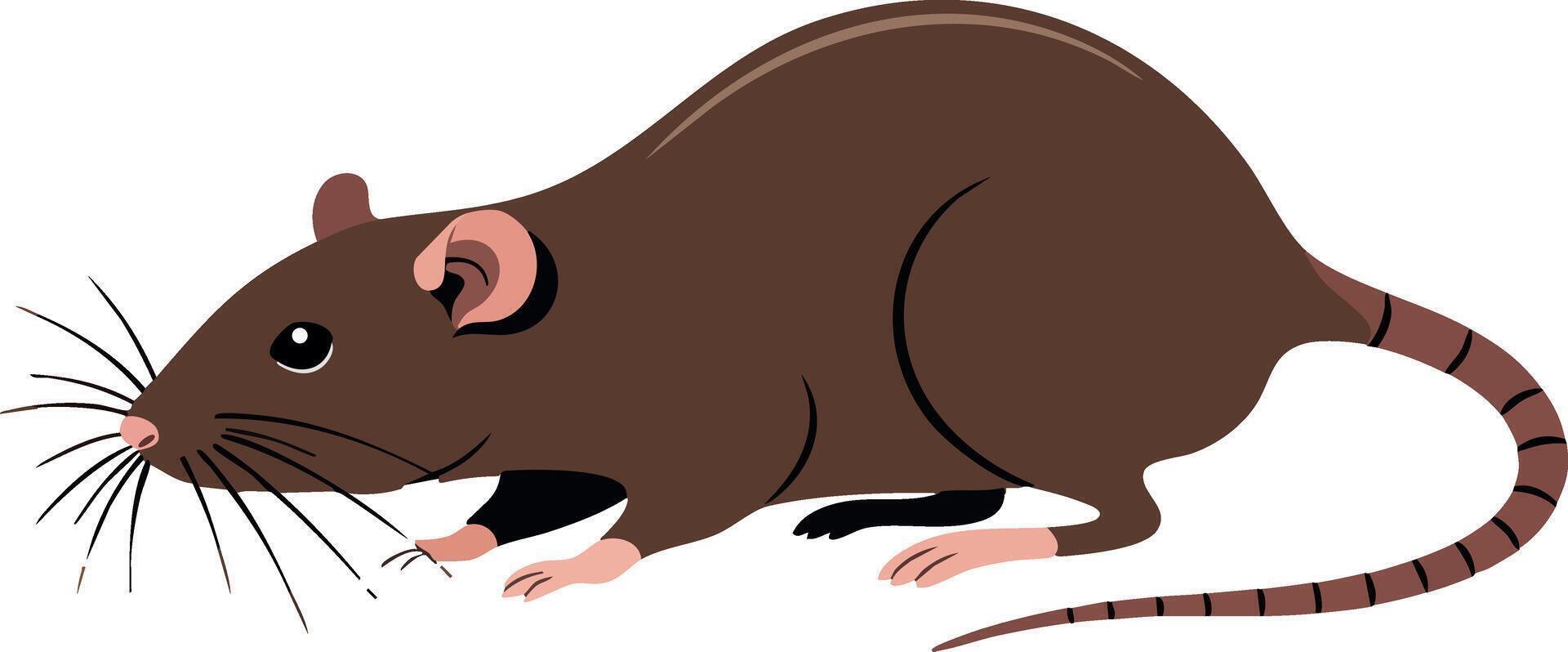 Brown rat rodent animal illustration with long tail and whiskers image vector