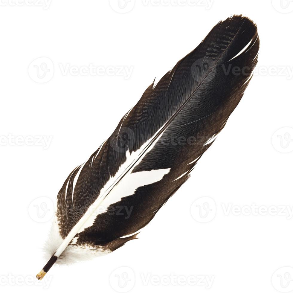 Detailed isolated feather with black and white markings on a transparent background Concept of flight, nature, and avian beauty png