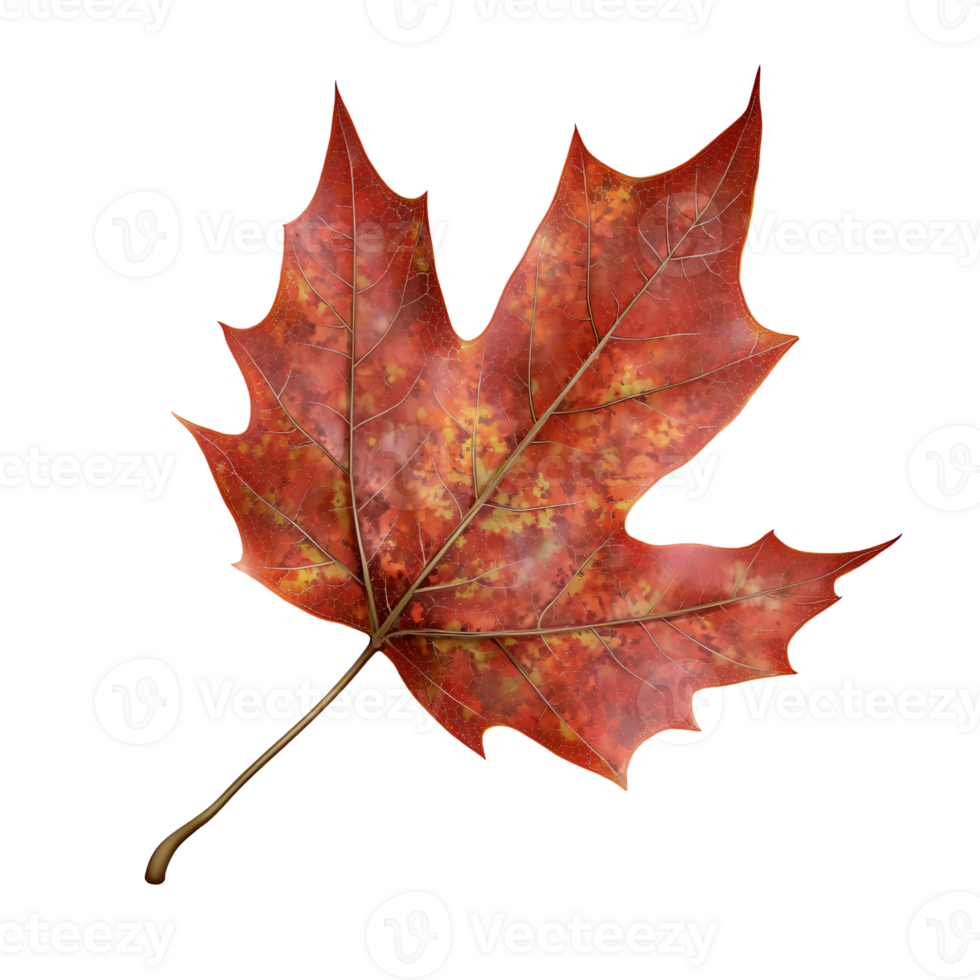 Vibrant red and yellow maple leaf isolated on a transparent background, showcasing autumn colors and intricate leaf veins Concept of fall season, nature, and botany png