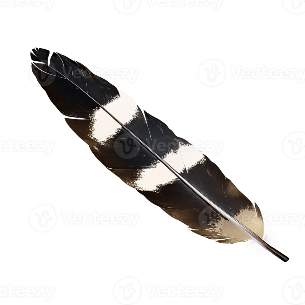 Detailed studio shot of a single black and white feather on a transparent background Concept of nature, bird, and flight png