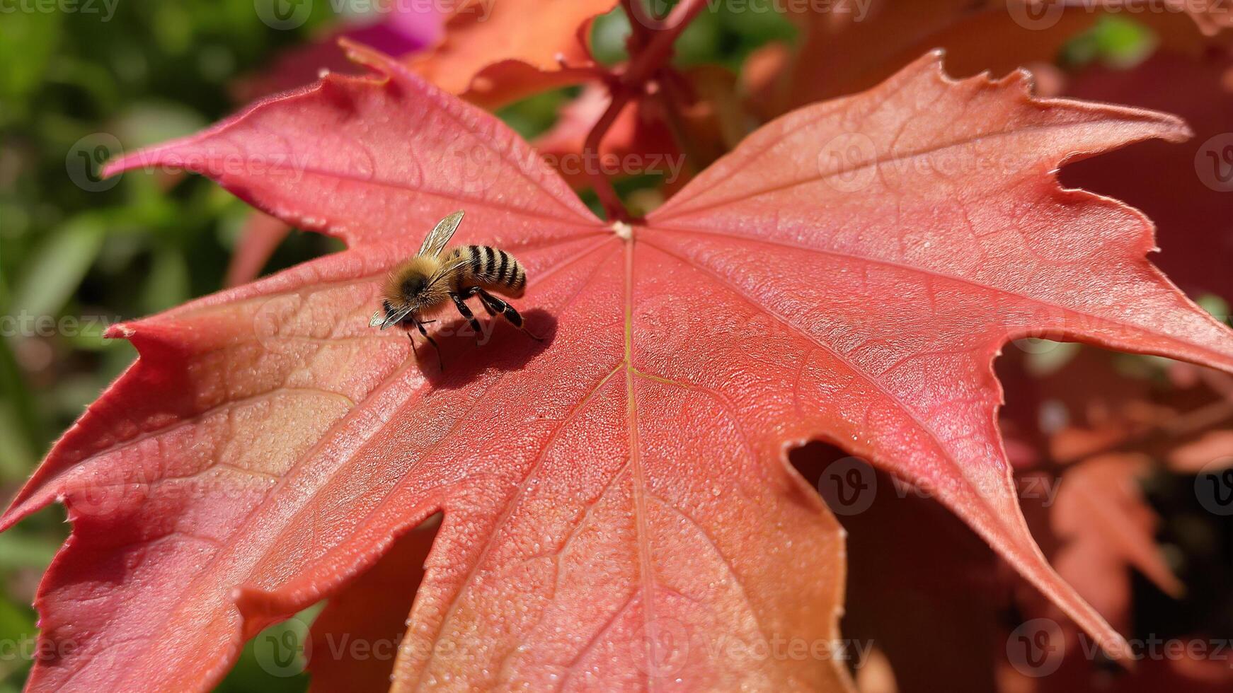 Bee Resting on Vibrant Red Maple Leaf photo