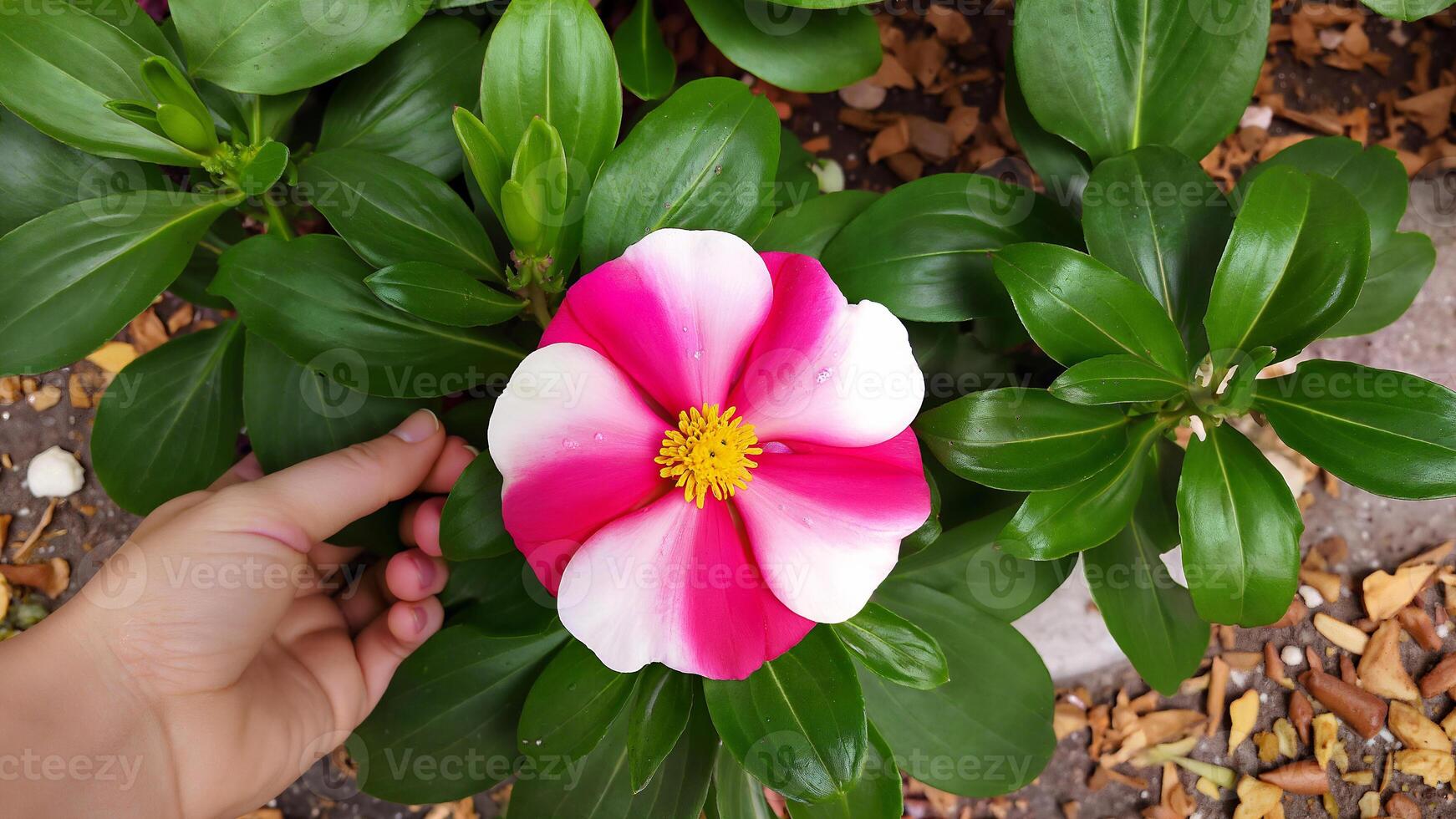 Vibrant Pink and White Flower in Garden photo