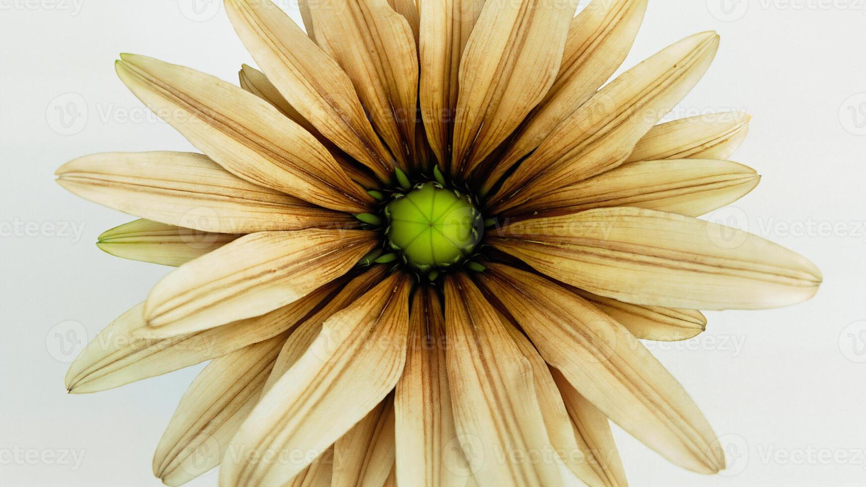 Close Up of Isolated Flower Head photo