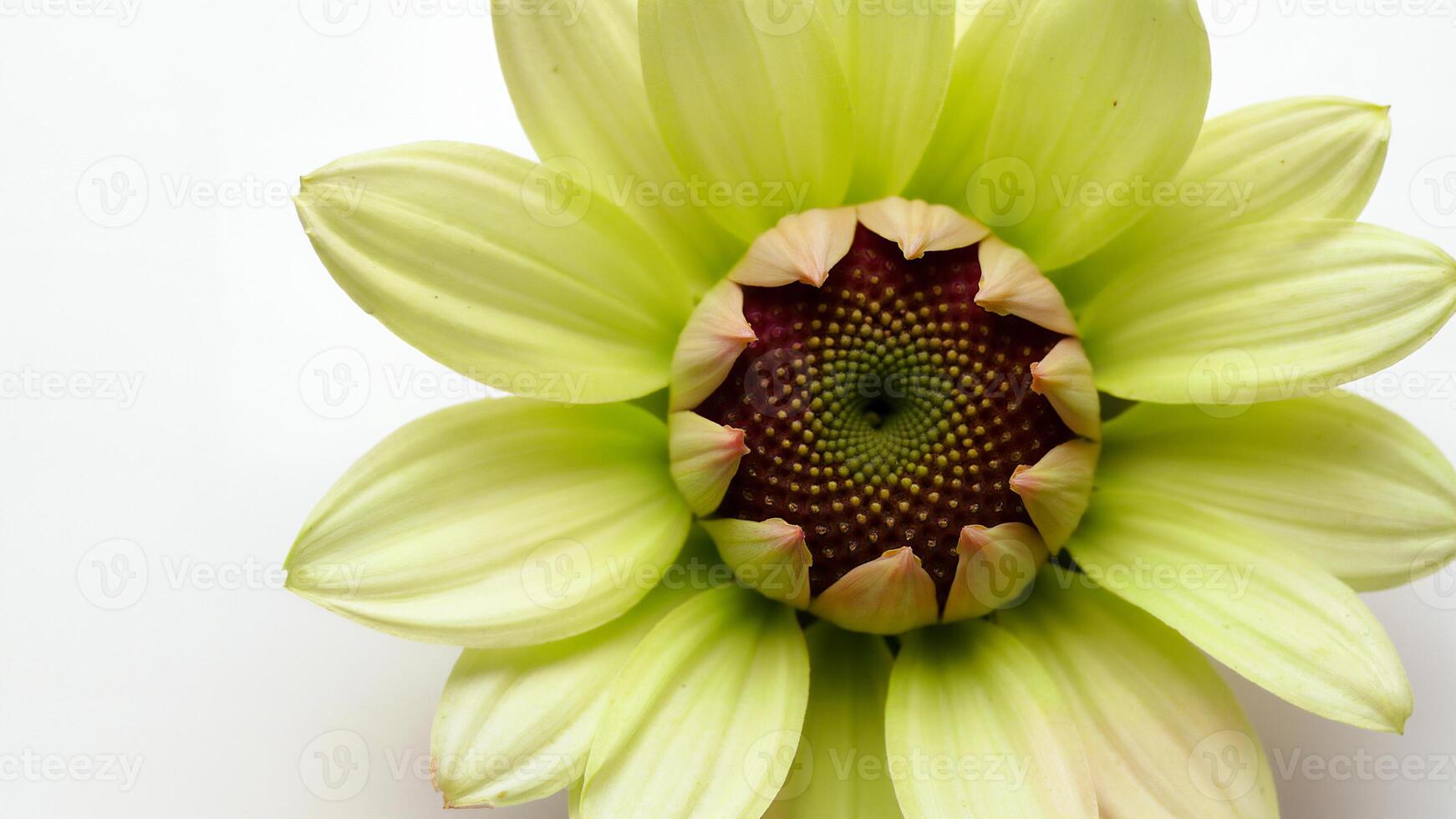 Close Up of Isolated Yellow Flower Head photo