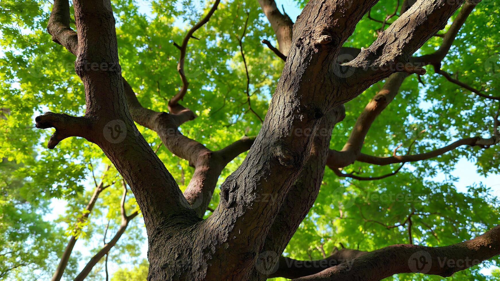 Closeup View of Massive Oak Tree Trunk photo