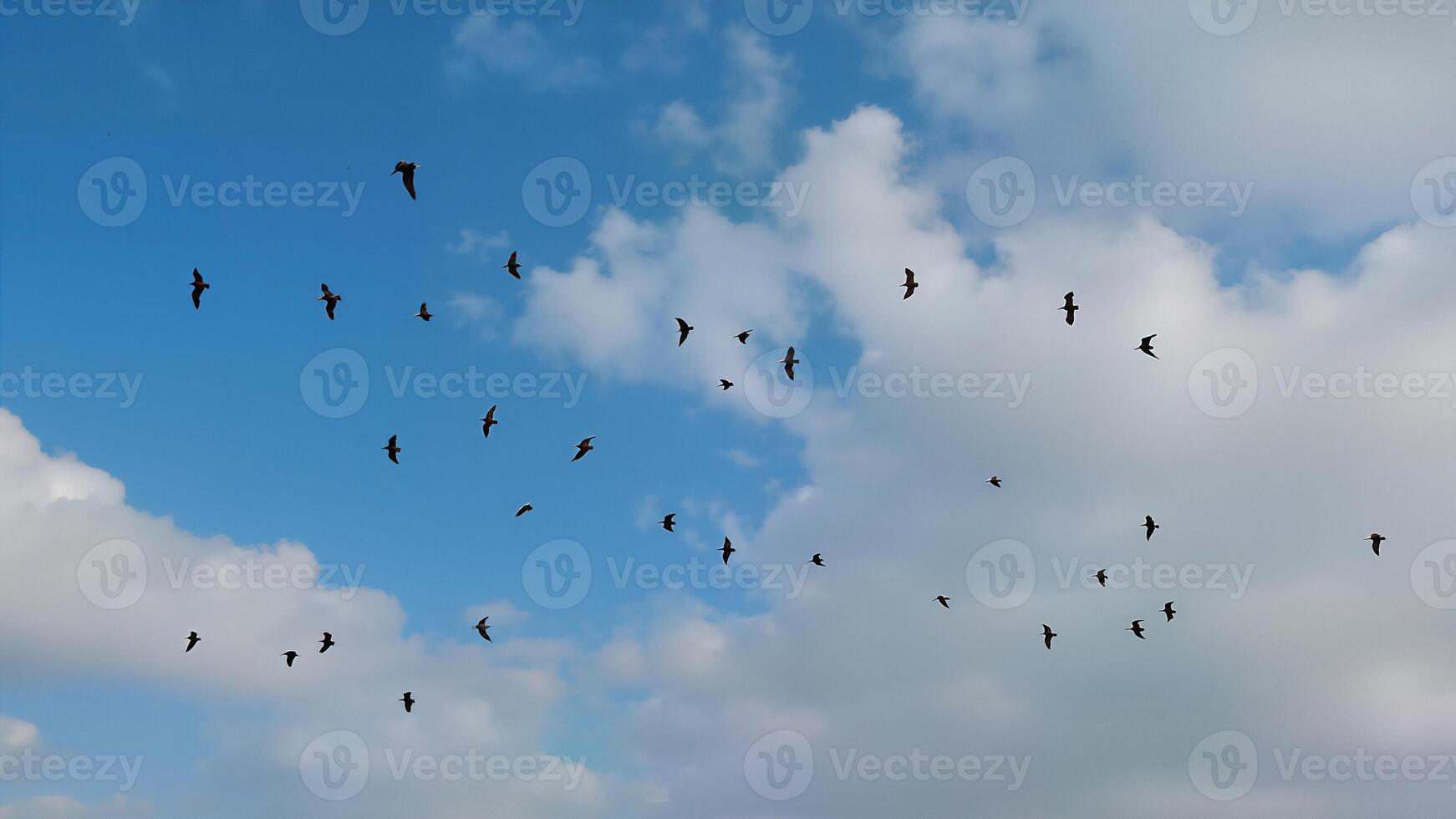 Seagulls Flying Against Blue Cloudy Sky photo