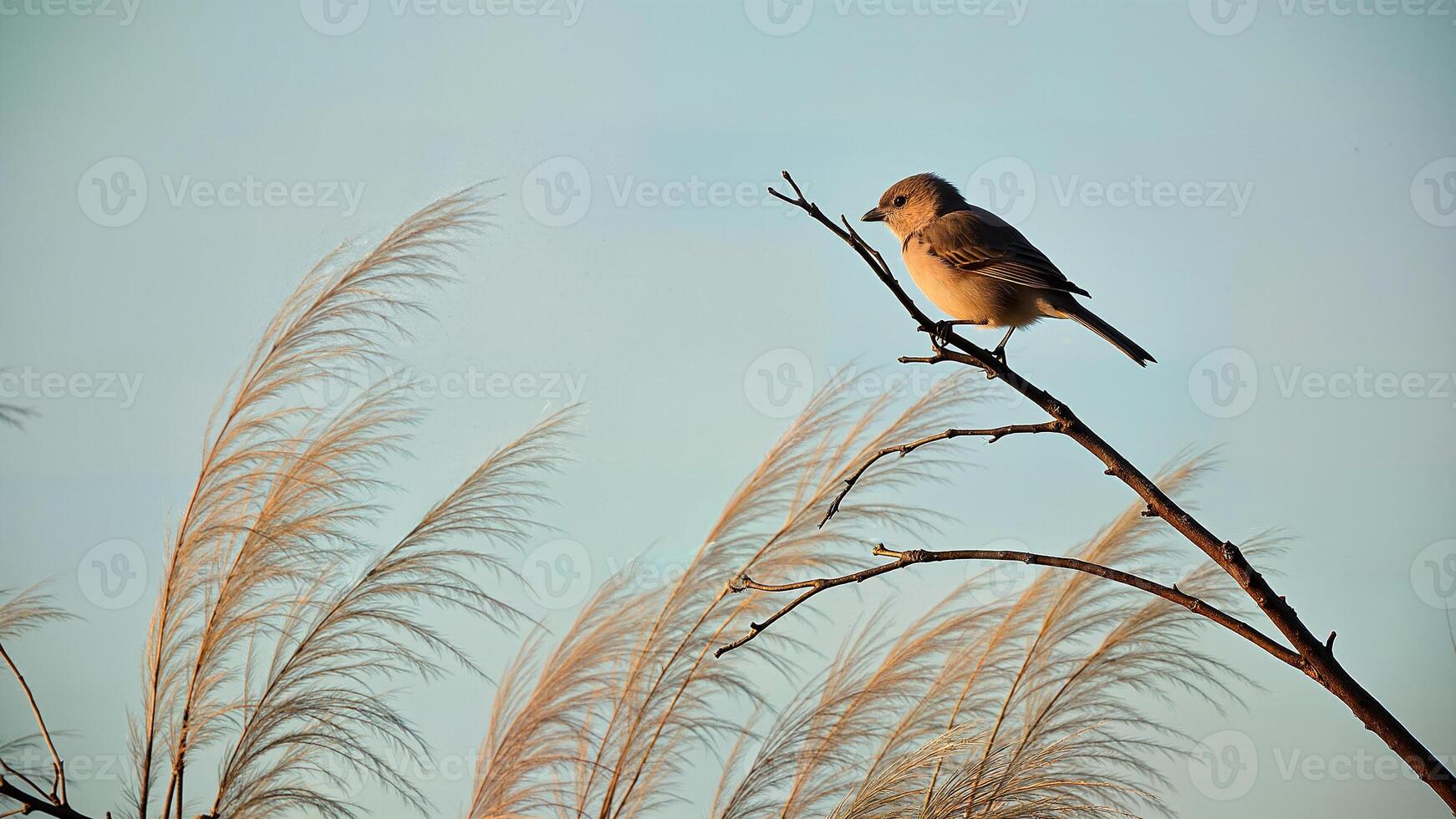 Spotted Dove Perched on Bare Branch photo