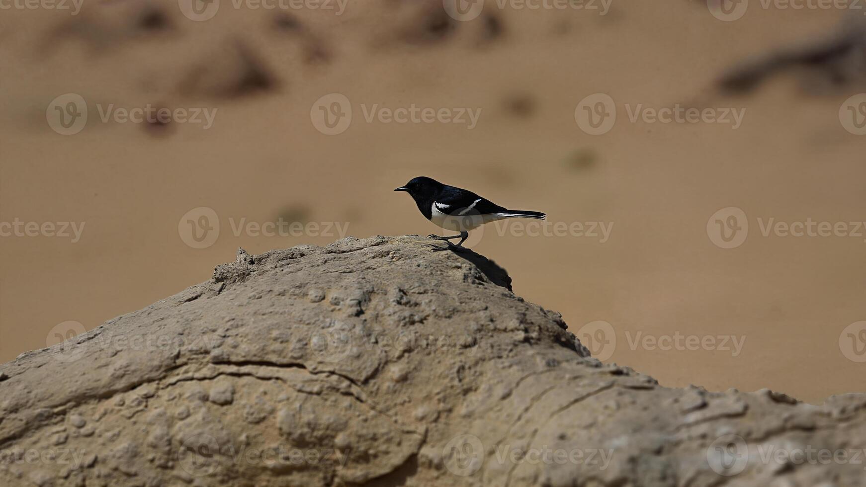 White-browed wagtail perched on rocky surface photo