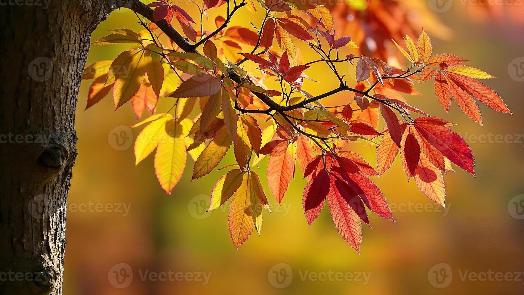 Colorful Autumn Leaves on Tree Branch photo