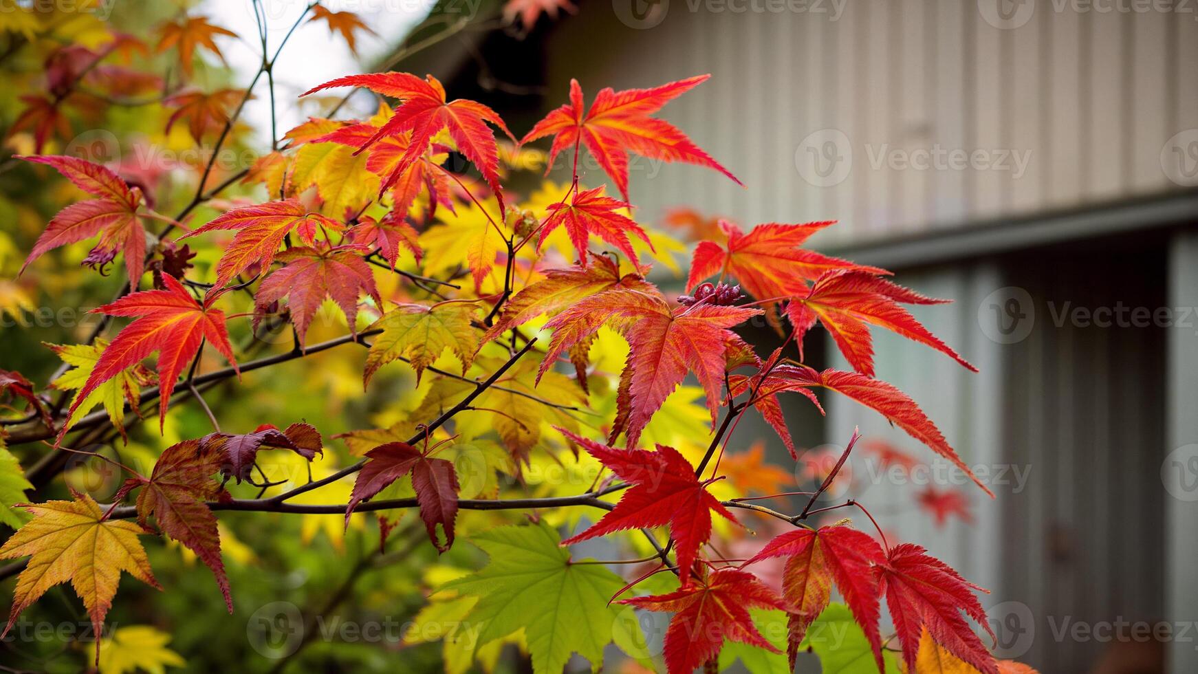 Colorful Autumn Leaves Close Up Outdoors photo