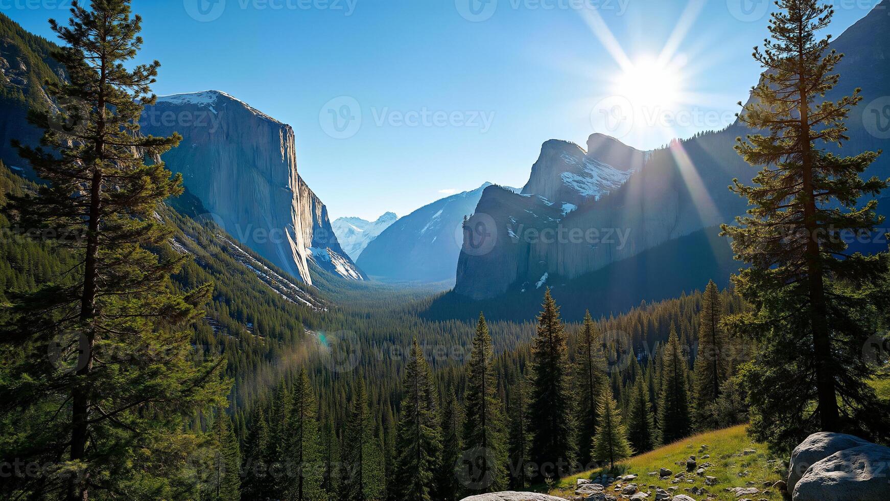 Coniferous Trees in Yosemite National Park Valley photo