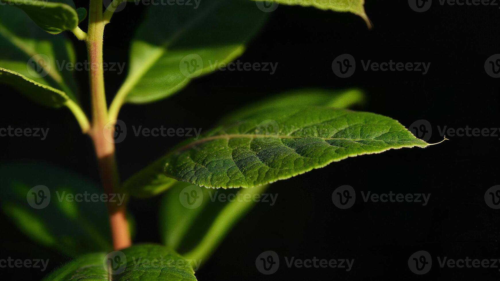 Close Up of Fresh Green Leaf photo