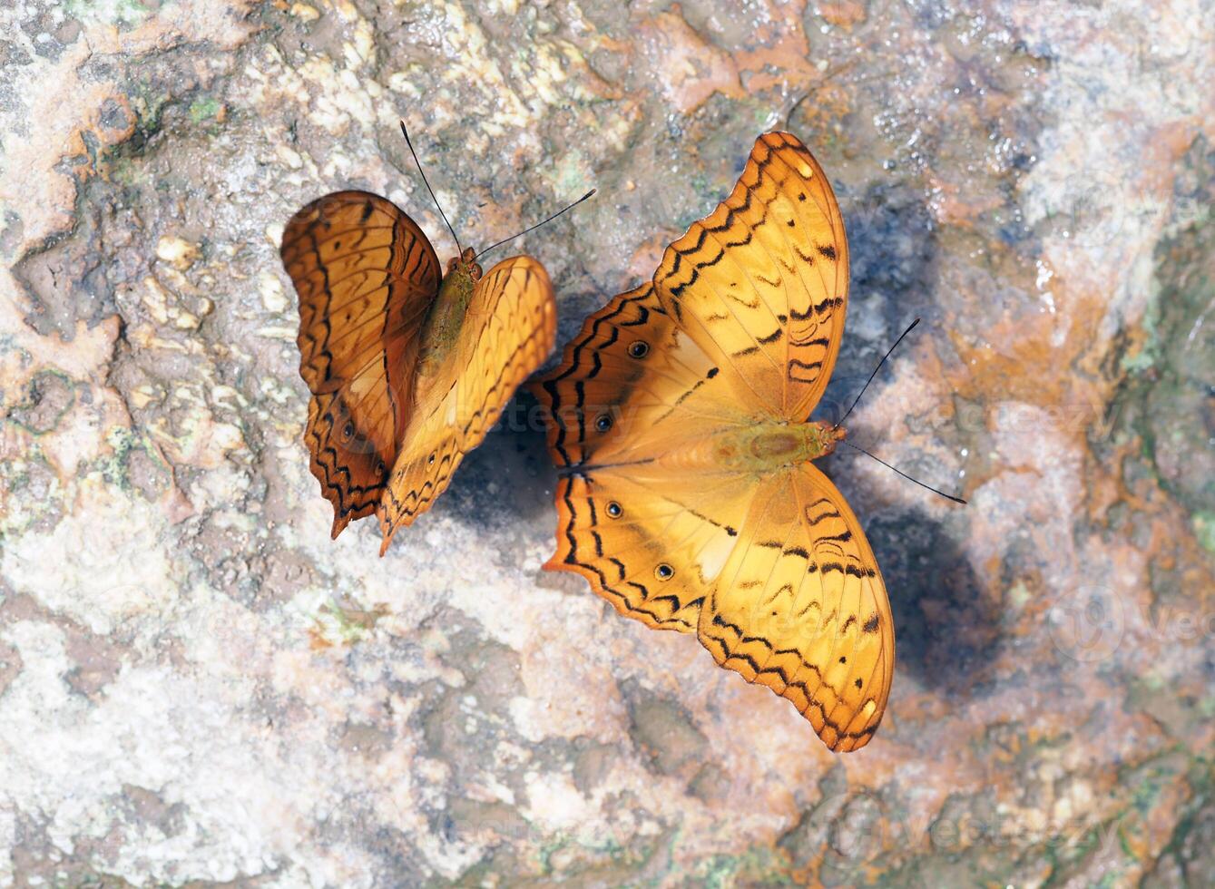 Two butterflies rest on a rock at put door photo