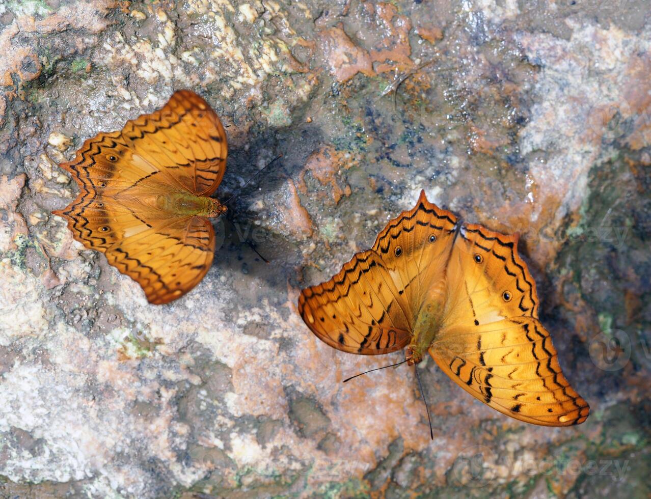Two butterflies on a rock near waterfall photo