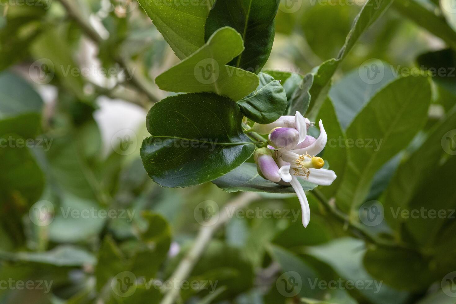 lemon tree branch with delicate white and purple flowers surrounded by lush green leaves photo