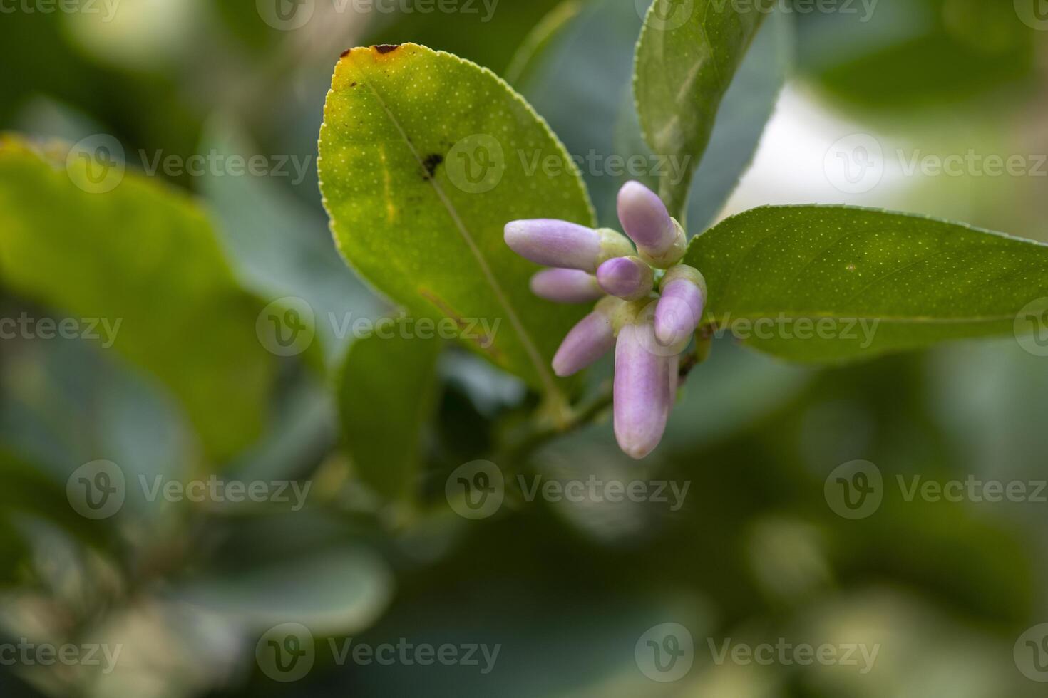 close up of lemon tree branch with delicate white and purple flowers surrounded by lush green leaves photo