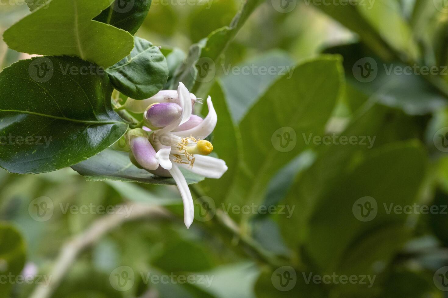 A close up of lemon tree branch with delicate white and purple flowers surrounded by lush green leaves photo