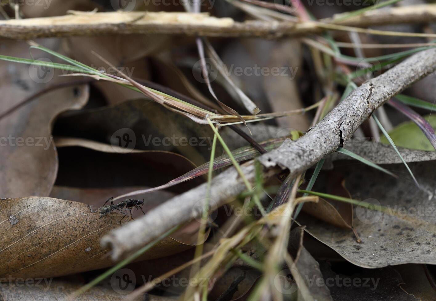 Small black ant crawls over dry leaves and twigs on forest floor, surrounded by scattered grass blades. natural setting highlights ant journey through earthy, textured environment photo
