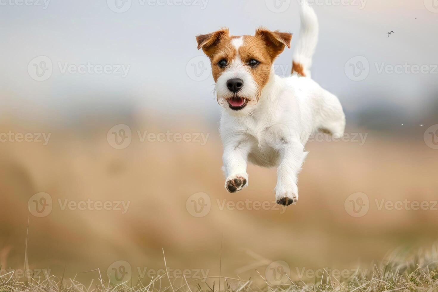 A dog jumping in the air in a field photo