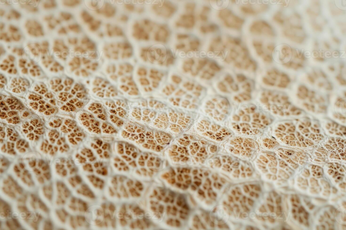 Close up of a mushroom with a white background photo
