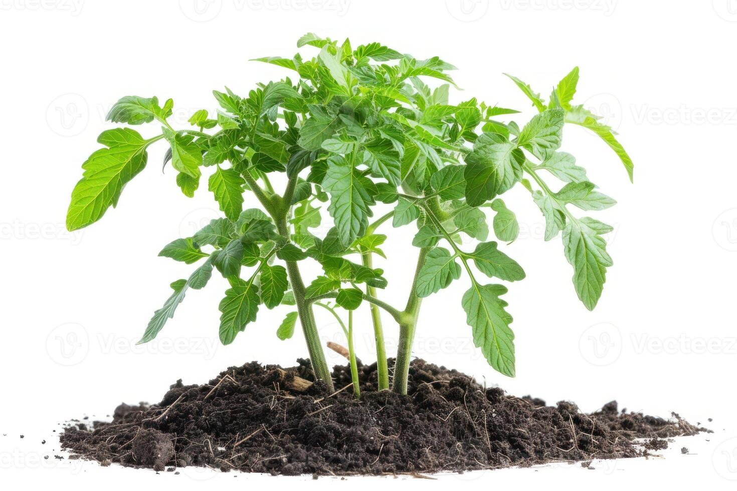 Tomato plant in soil isolated on white background photo