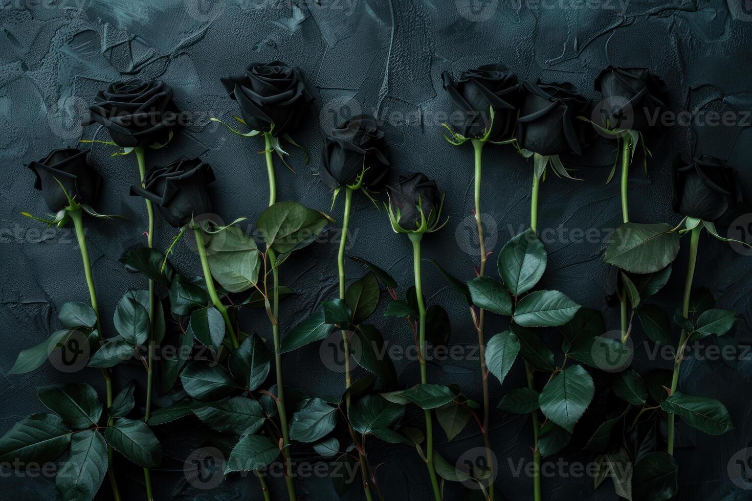 Black roses on a dark background photo