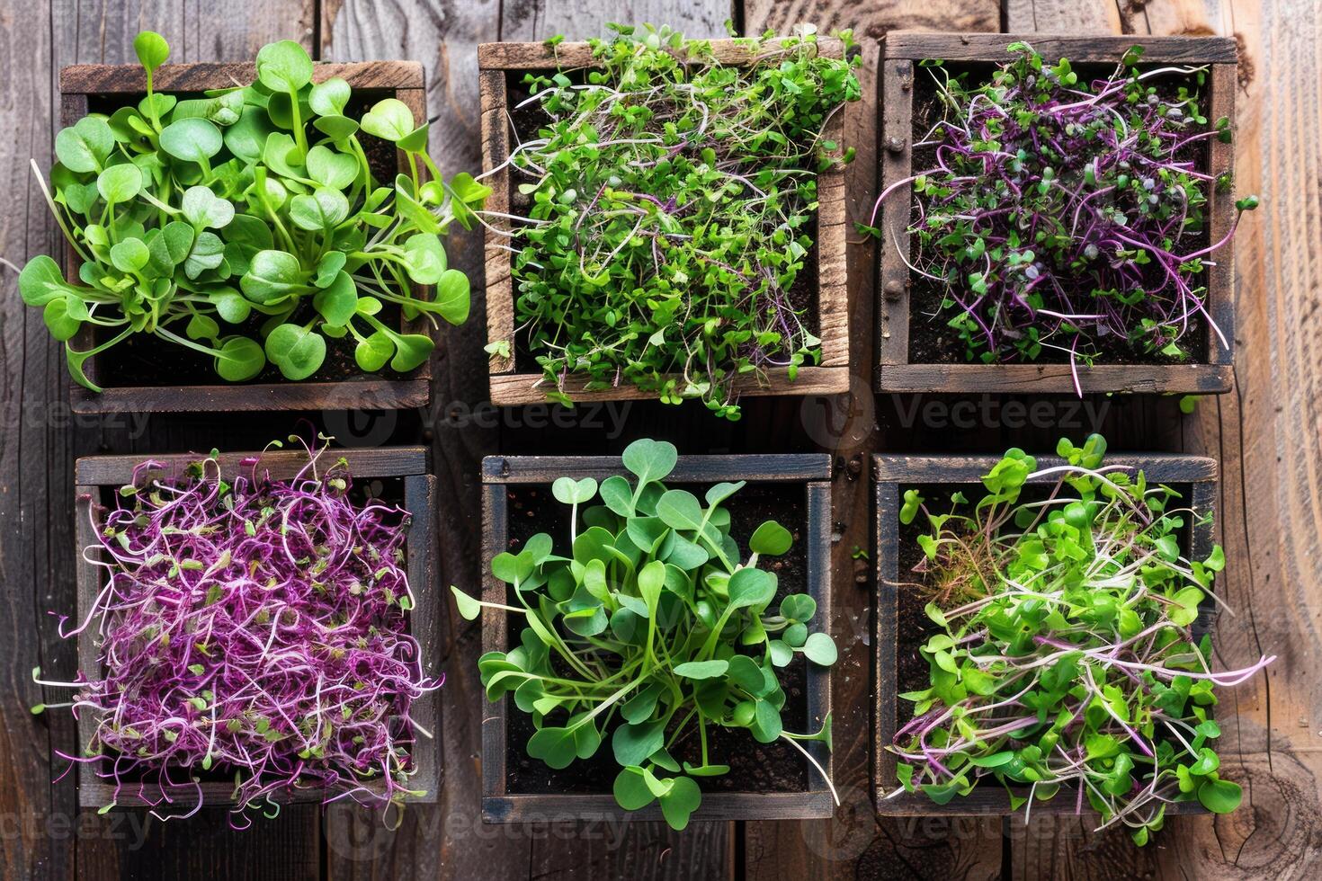 A variety of sprouts in wooden boxes on a wooden table photo