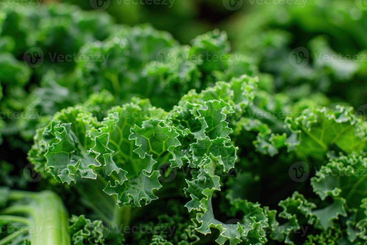 A close up of a bunch of kale photo