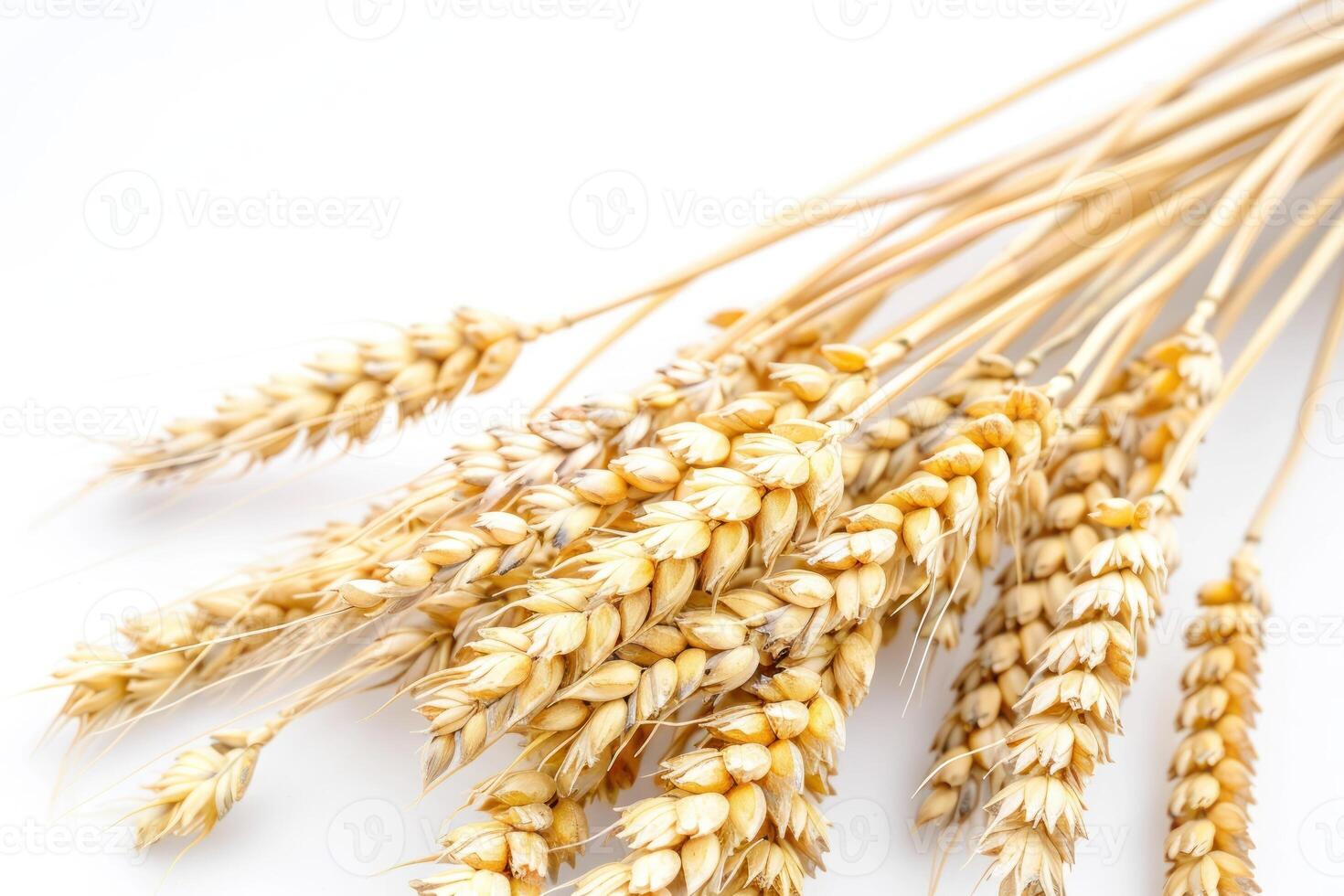 A bunch of wheat on a white background photo
