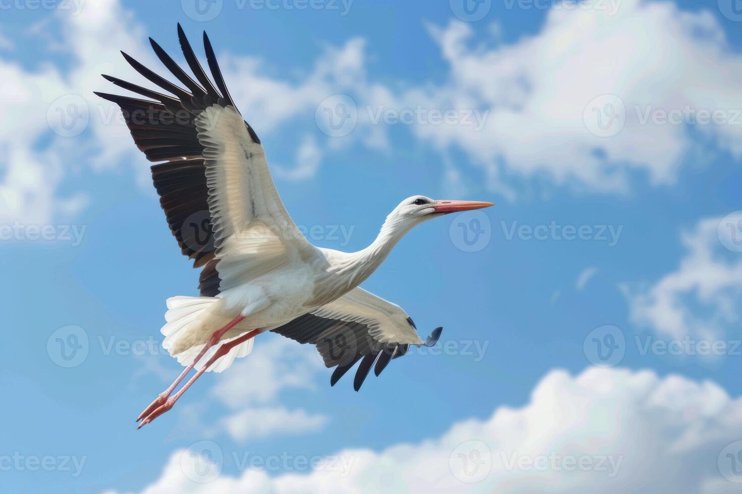 A white stork flying in the blue sky photo