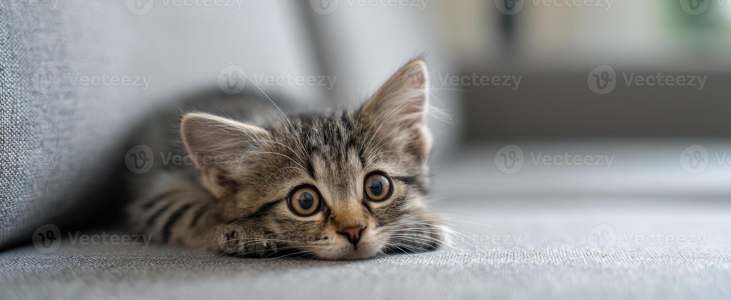 The adorable kitten lying on a soft sofa, gazing curiously at the viewer. photo
