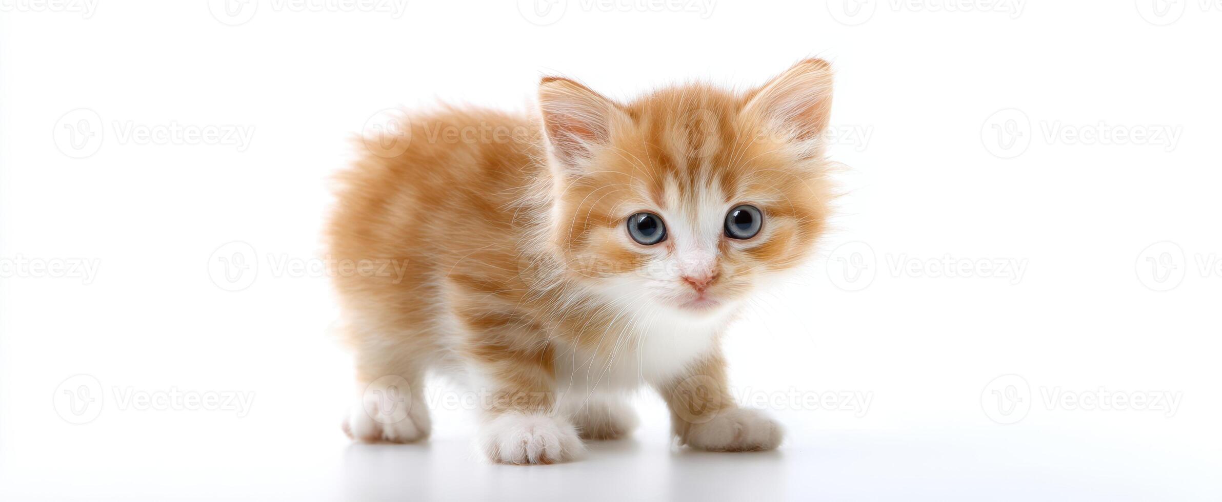 The adorable kitten exploring its environment with curiosity and charm photo