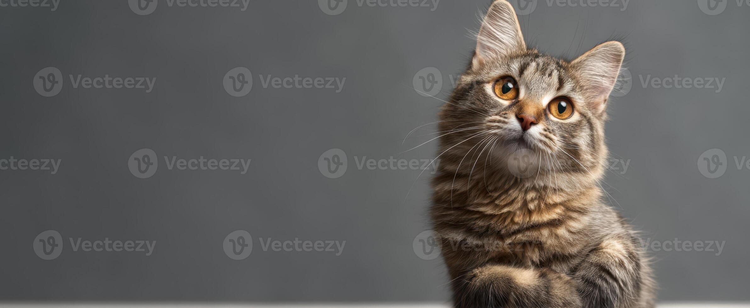 The curious cat gazing with soft eyes and an adorable expression photo