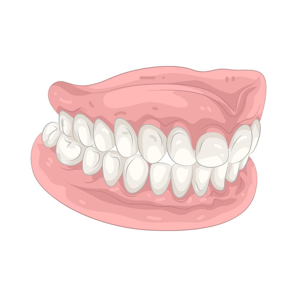 Illustration of Dentures vector