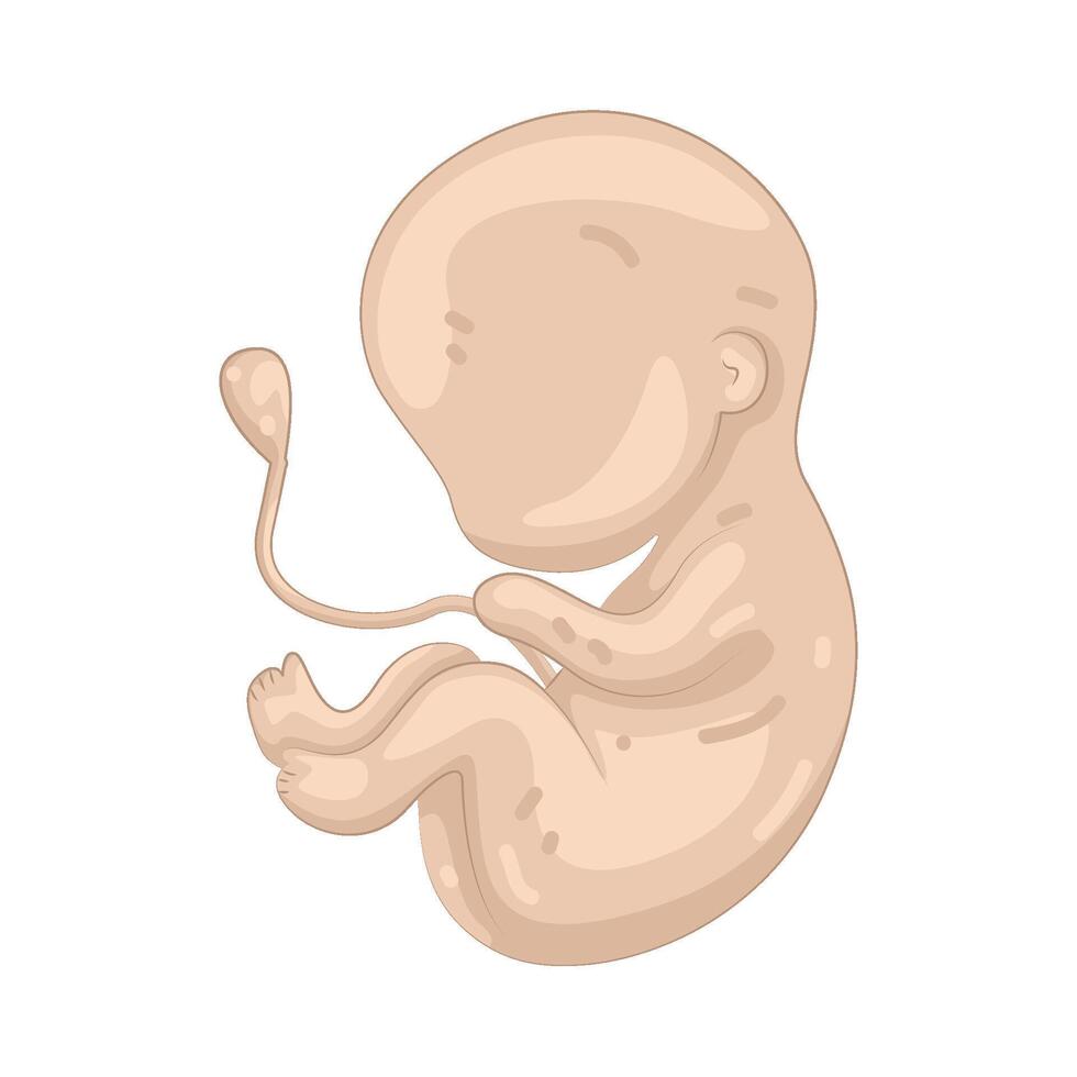Illustration of Fetus vector