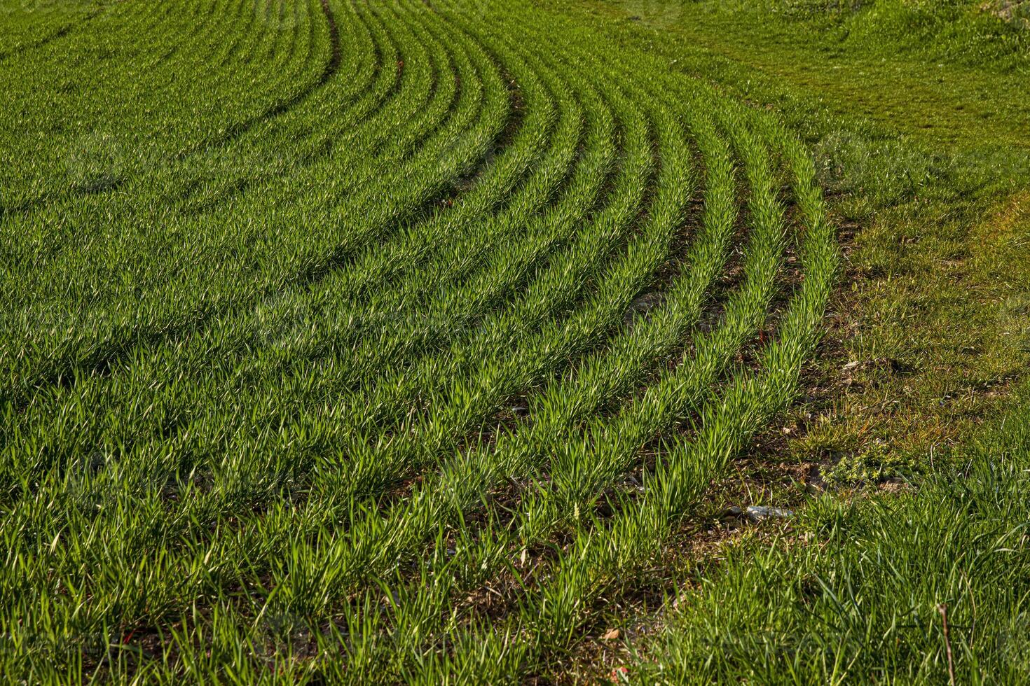 Agricultural landscape showing curved rows of young green crops growing in a field during spring. Rhythmic lines create a dynamic pattern 13 photo