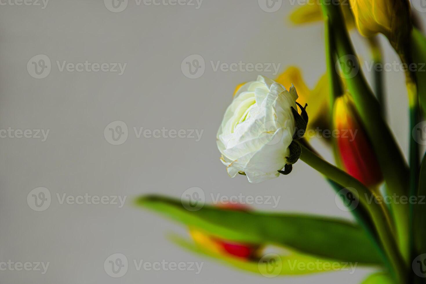 Bouquet of red and yellow tulips, and closeup of a single white ranunculus against a neutral background. Shallow depth of field. Soft focus 01 photo