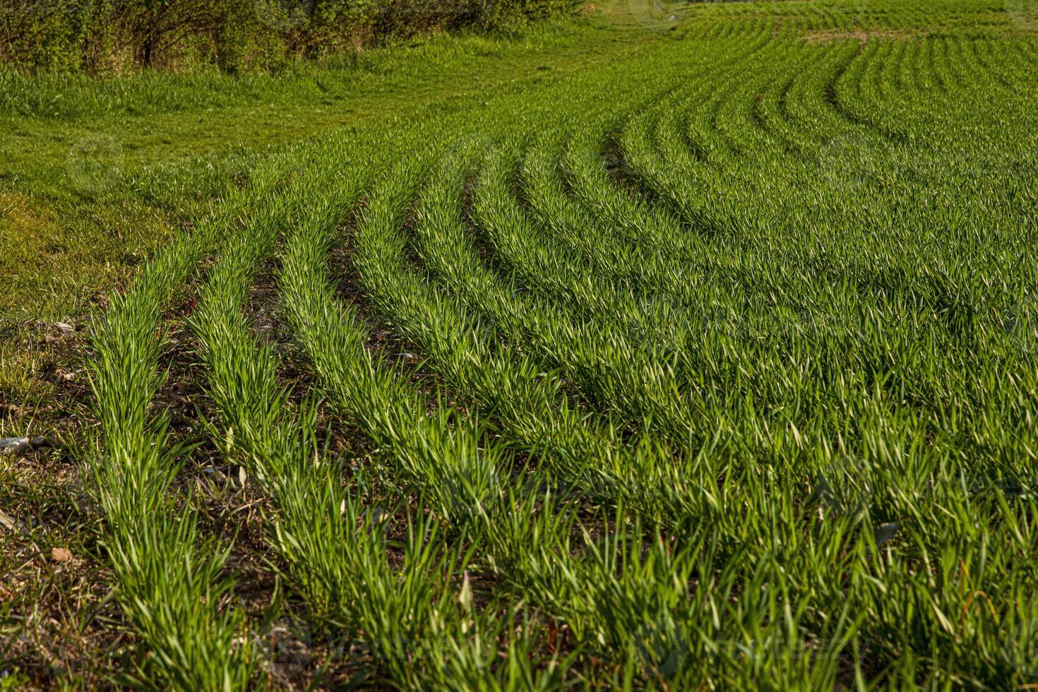 Agricultural landscape showing curved rows of young green crops growing in a field during spring. Rhythmic lines create a dynamic pattern 08 photo