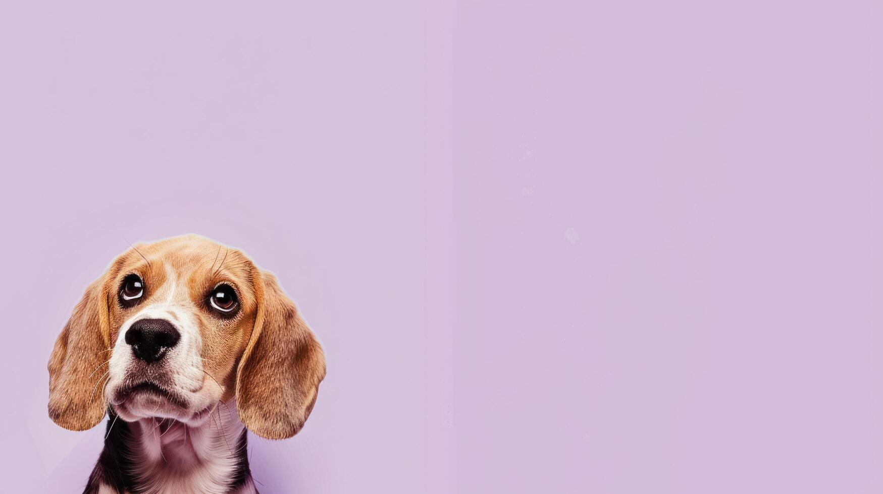Beagle Puppy Looking Up with Cute Expression, Puppy Portrait, Dog Photography, Copy Space photo