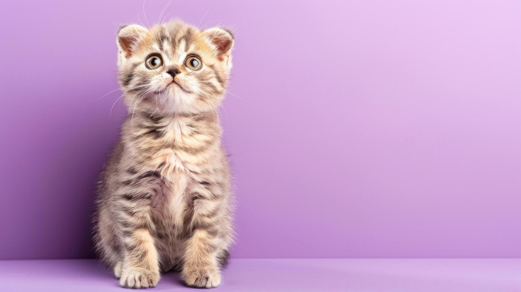 Adorable Kitten with Stripes on Purple Background photo