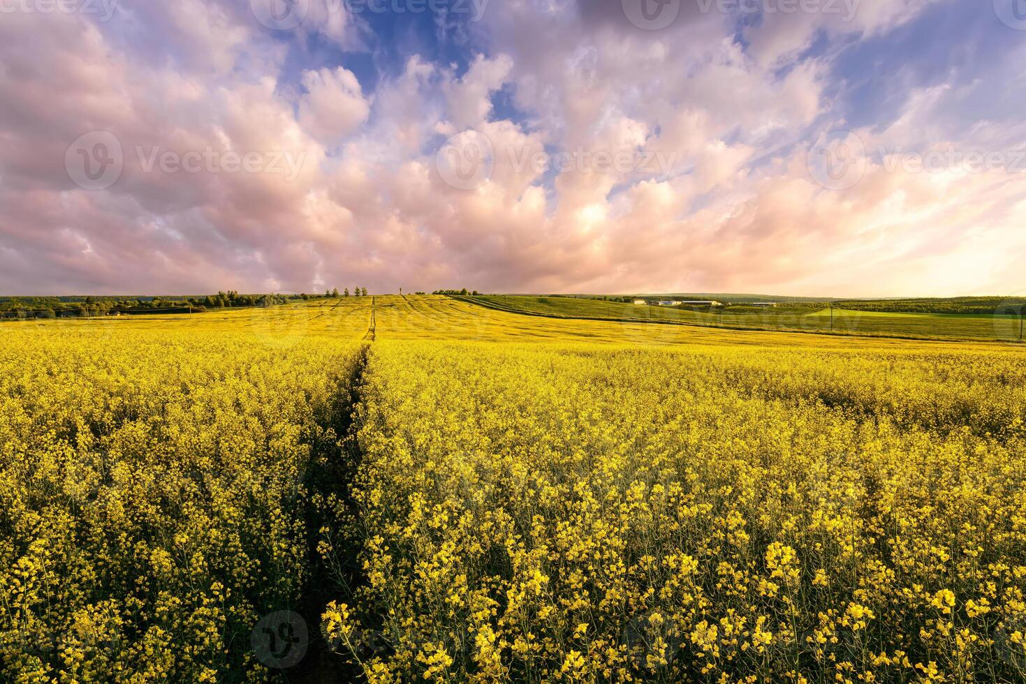 Yellow bright flowers bloom in a field of rapeseed at sunset light, creating a beautiful summer landscape. Agricultural business concept image. photo
