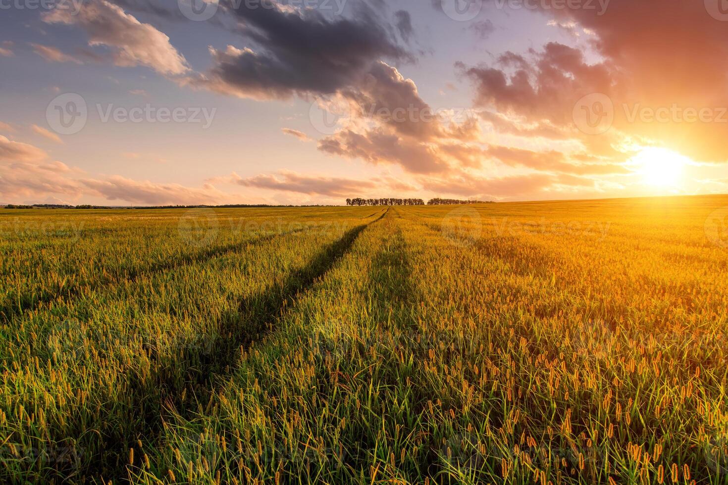 Grain field for pastoral serenity. Sunlight illuminating wheat field with harvest bounty. Agribusiness farming land for bread production, tranquil scene. photo
