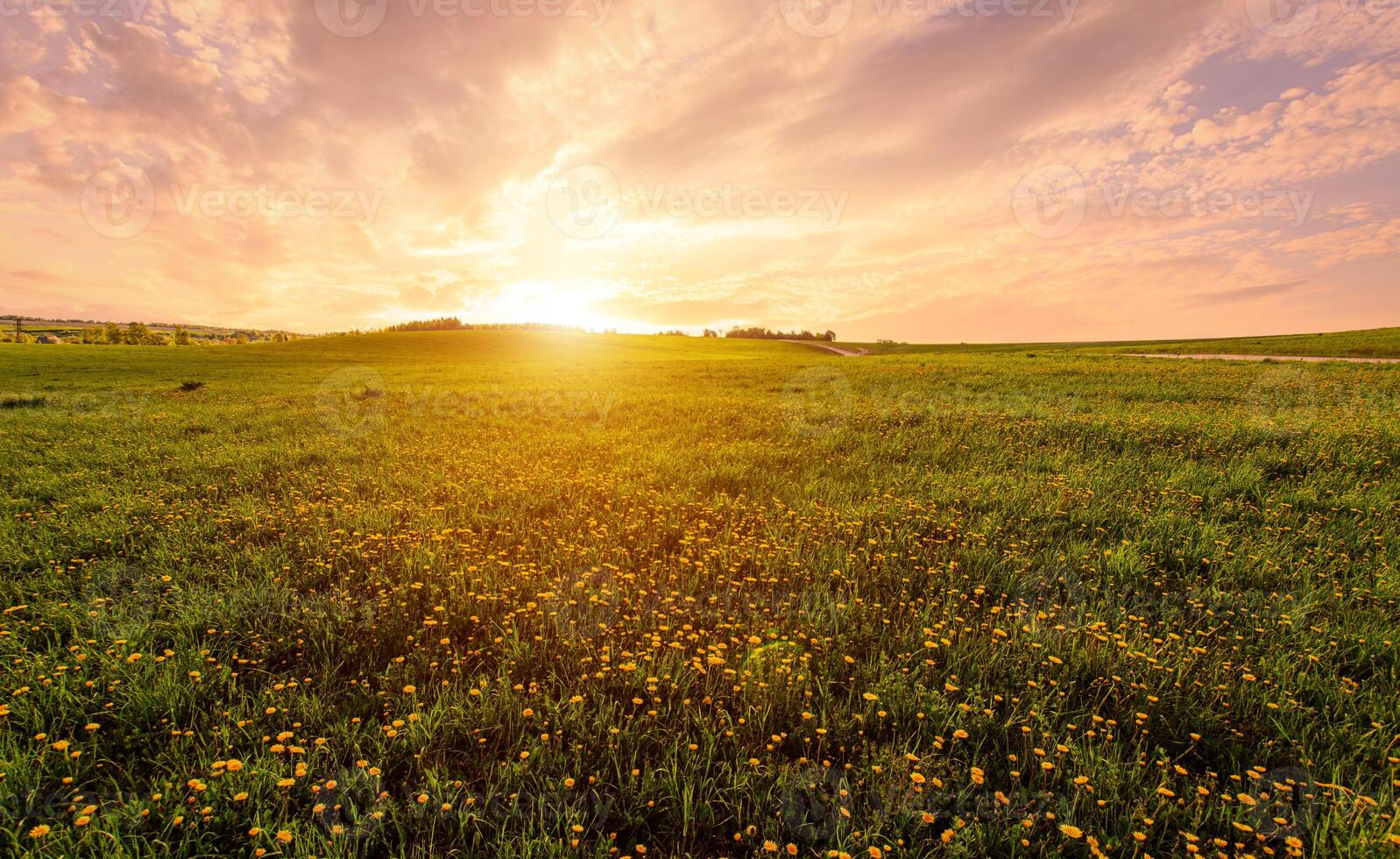 Bright vivid rural landscape at sunset, warm summer field with many yellow dandelion flowers for nature desktop background. Calm pastoral scenery for inspirational banner. photo